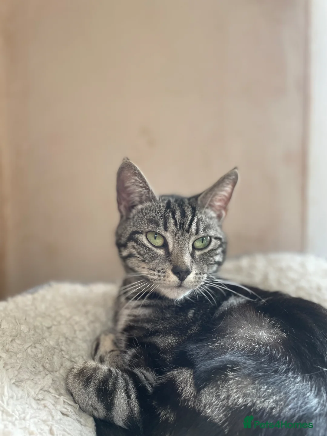 Domestic Shorthair cats for adoption: Ember, stunning tabby girl  in Basingstoke - Advert 8