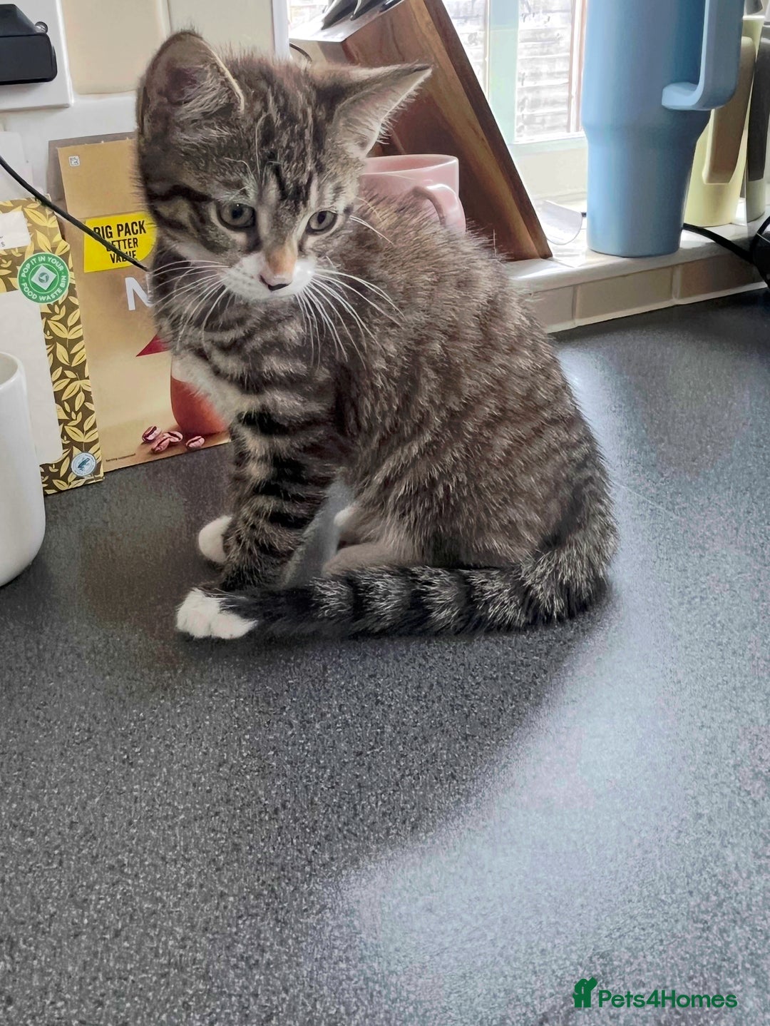 Mixed Breed cats for sale: 1 x Beautiful Female Kitten left Ready Now - Image 10