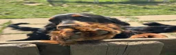 Gordon Setter dogs for sale: 10month old bitch puppy - Advert 6