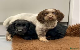 Cocker Spaniel dogs for sale: Cocker Spaniel puppies - Image 11
