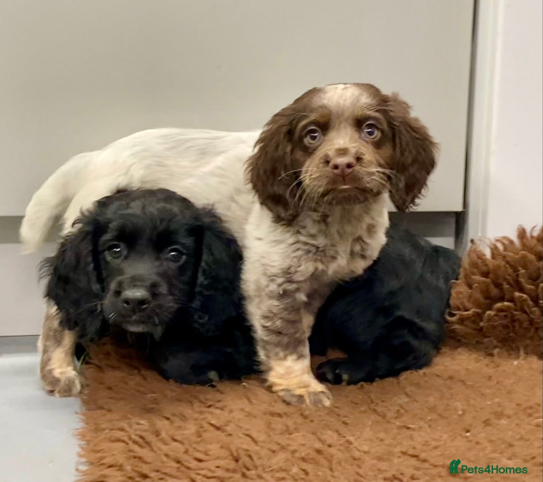 Cocker Spaniel dogs for sale: Cocker Spaniel puppies - Image 11