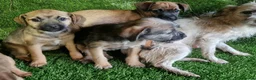 Mixed Breed dogs for sale: Border terrier cross jack russel puppies  - Advert 9