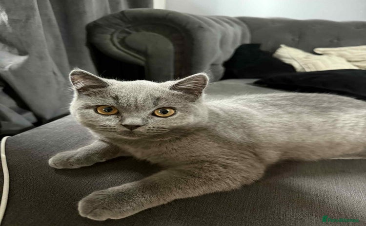 British Shorthair cats - Advert 12