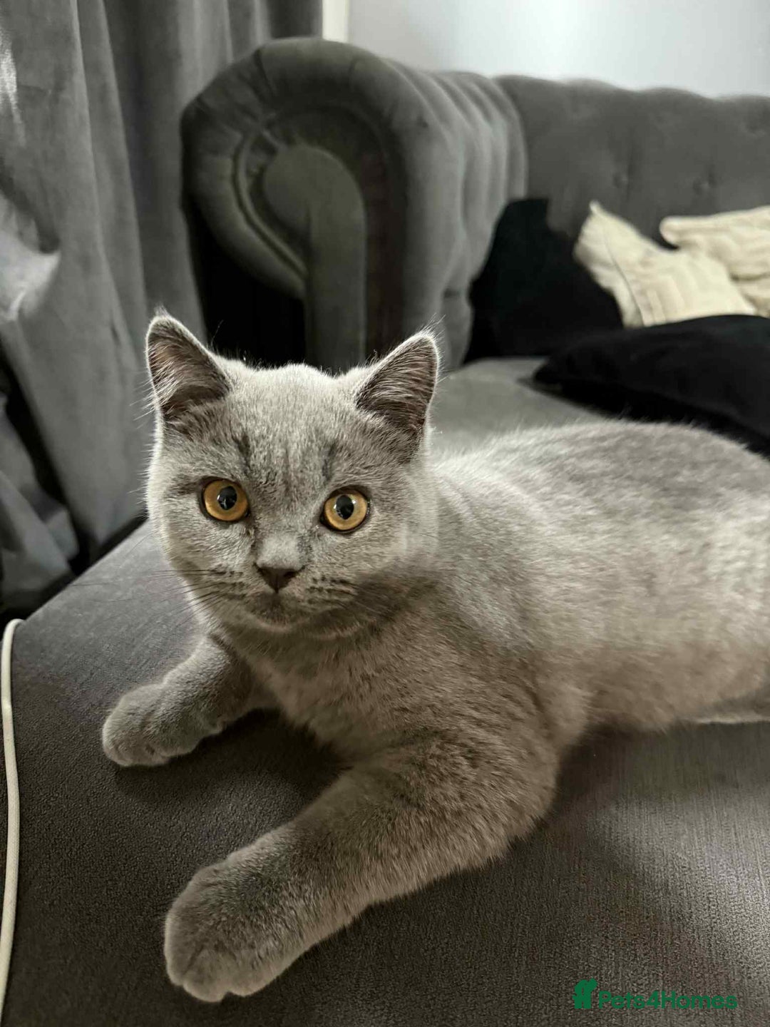 British Shorthair cats for sale: Male and female British shorthair for sale  - Image 1