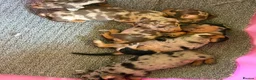 Dachshund dogs for sale: Stunning miniture  dashhounds  - Advert 2