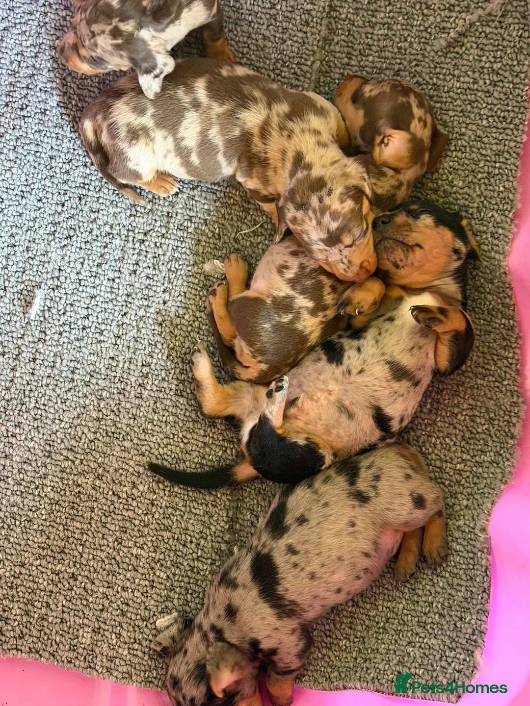 Dachshund dogs for sale: Stunning miniture  dashhounds  - Advert 2
