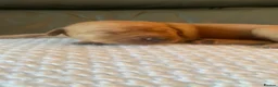 Labrador Retriever dogs for sale: WORKING KC REG FOX RED LABRADOR PUPPIES FOR SALE  - Advert 15