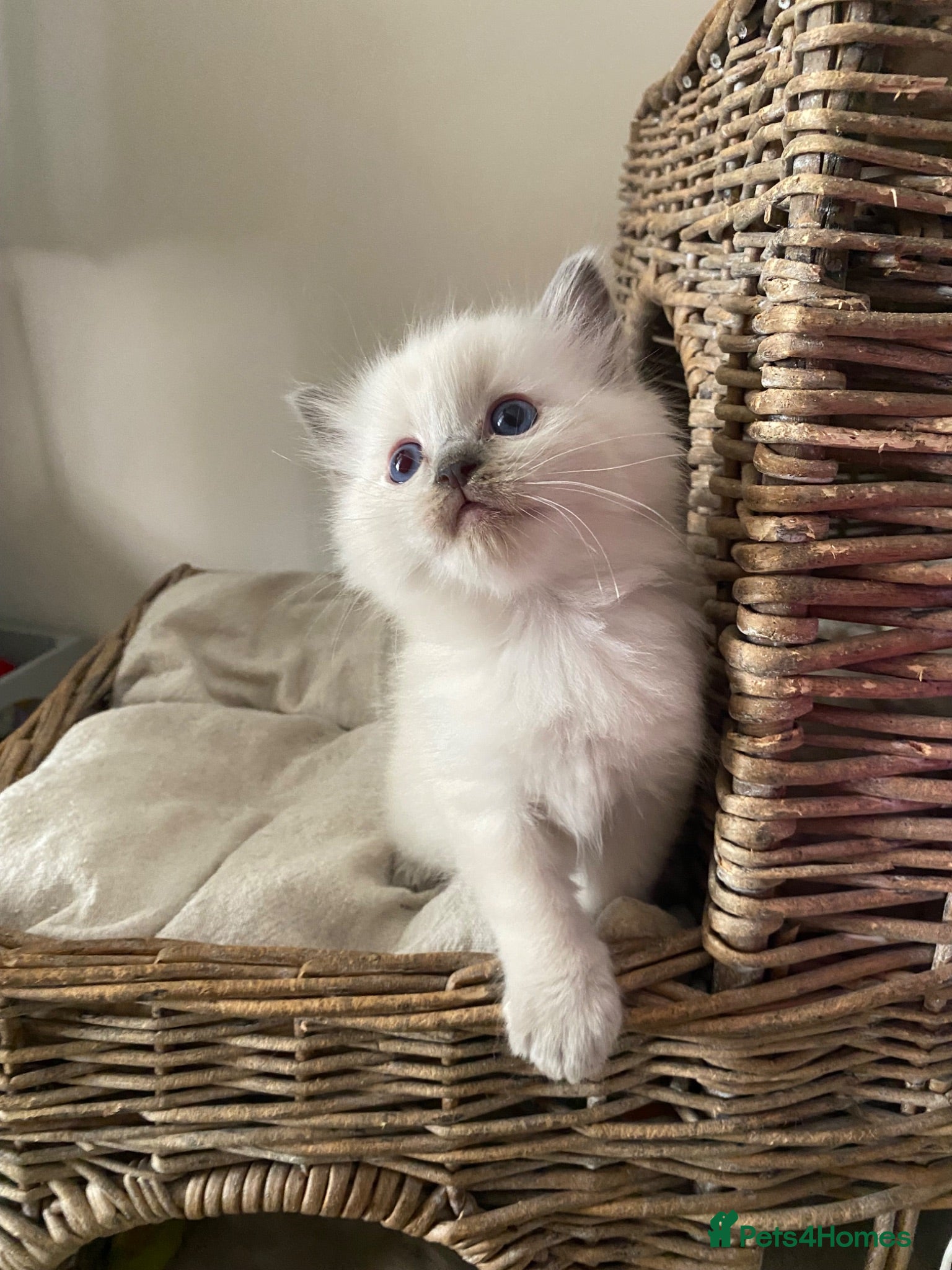 Ragdoll cats Pure ragdoll kittens - Advert 12