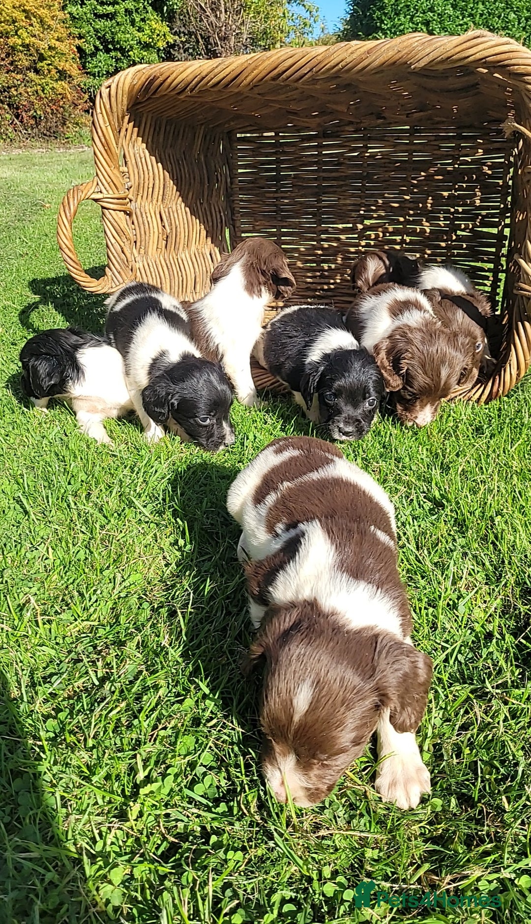 English Springer Spaniel dogs for sale: Kc reg springer spaniel  - Image 6