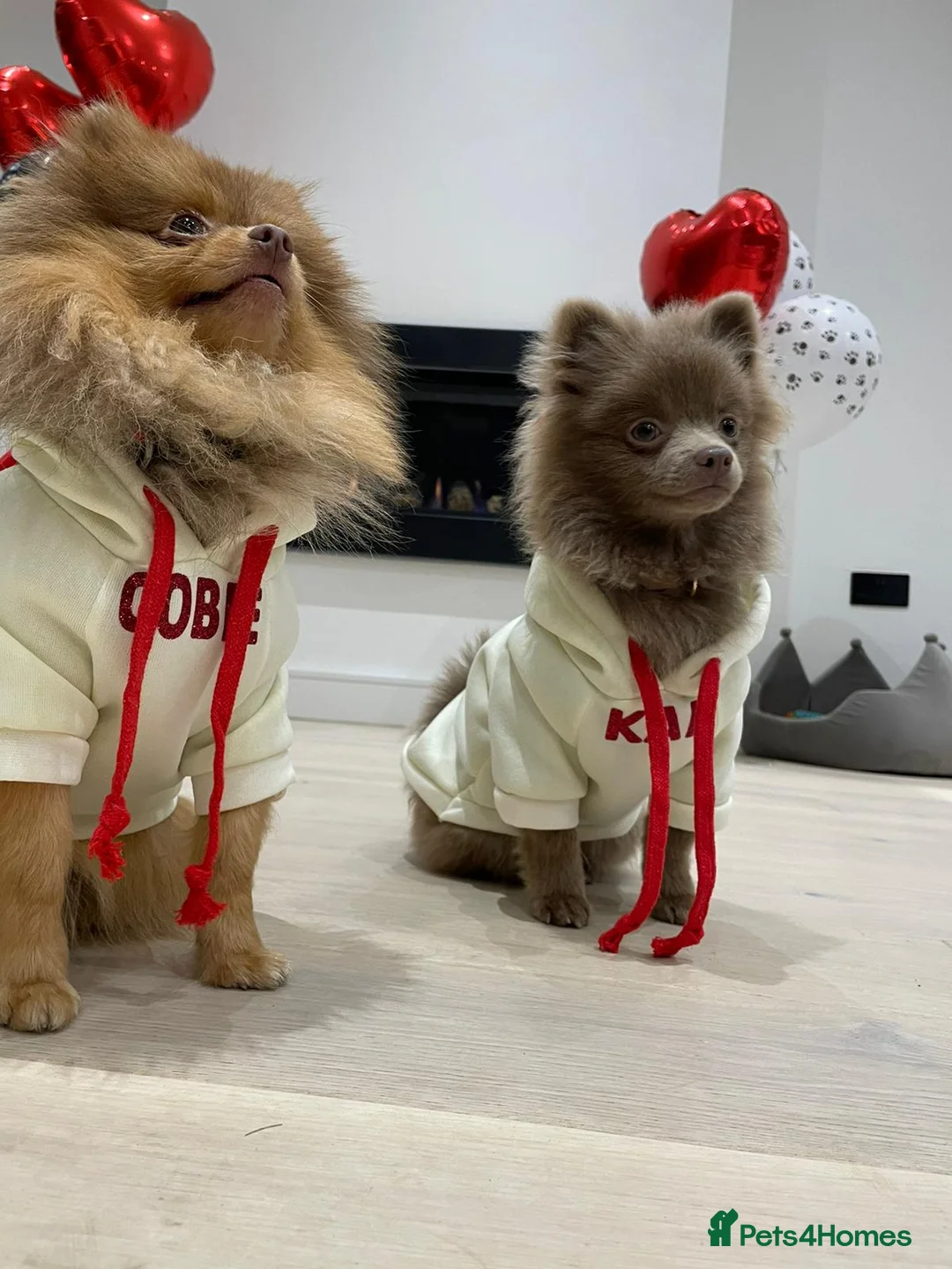 Pomeranian dogs for stud: Cobee (PROVEN)  ( STUD ONLY ) (PRODUCING MERLES)   in Liverpool - Advert 17