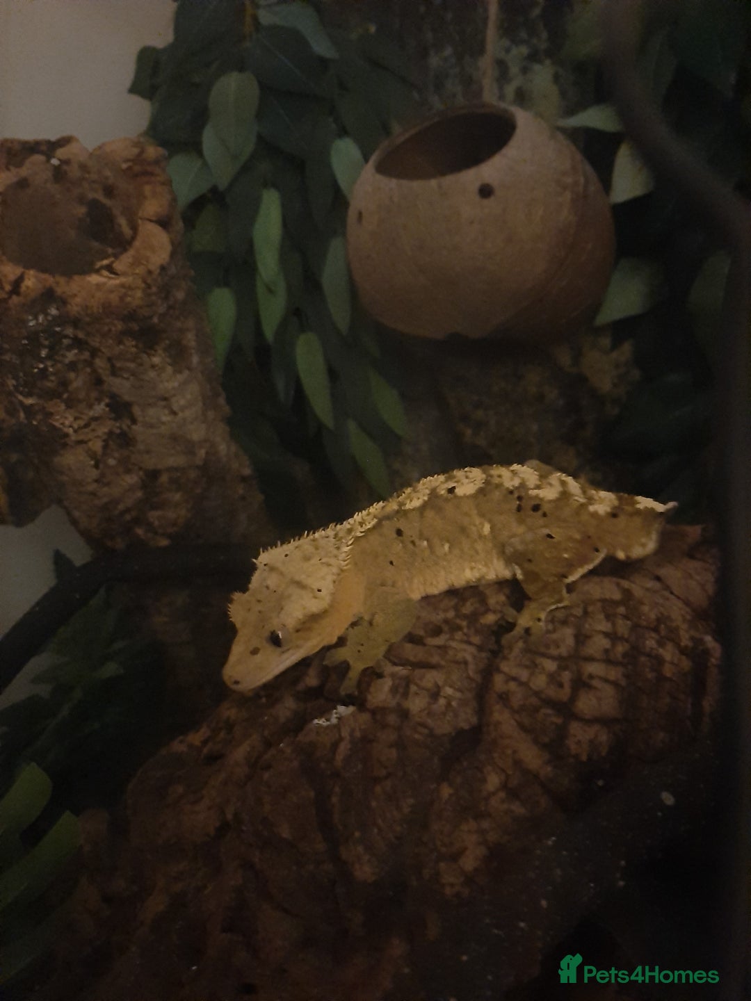 Gecko reptiles for sale: Crested Gecko  - Advert 7