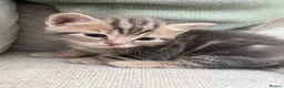 British Shorthair cats for sale: Lambo, special point British shorthair  - Advert 12