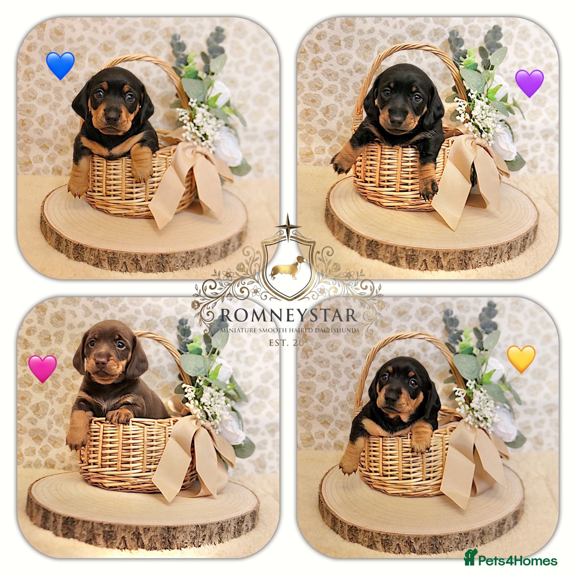Miniature Dachshund dogs RKC Registered Miniature Smooth Haired Dachshunds - Advert 9