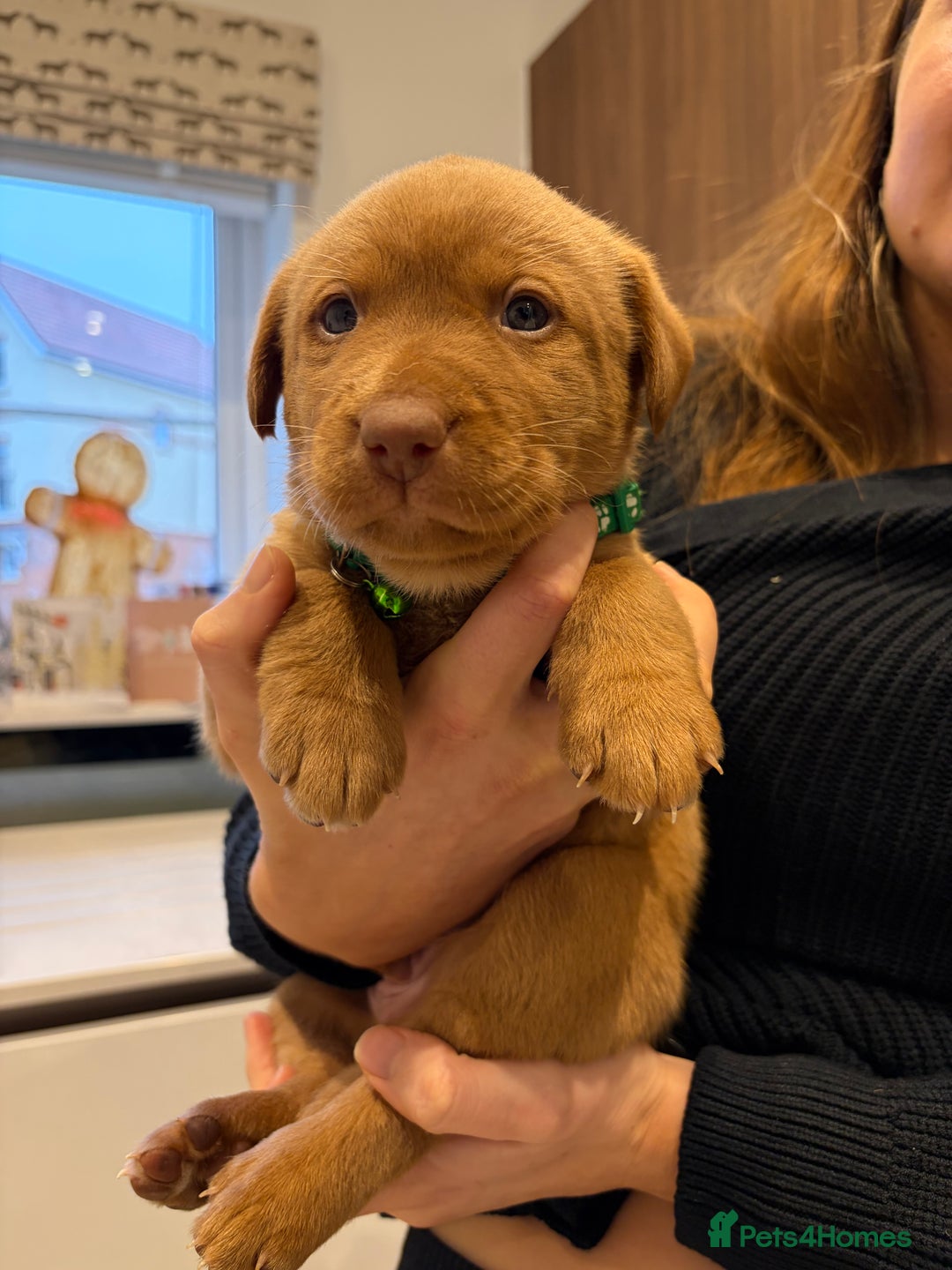 Labrador Retriever dogs for sale: Male Labrador Retrievers 🐶  - Advert 6