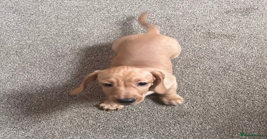 Miniature Dachshund dogs - Advert 6