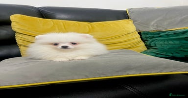 Pomeranian dogs - Advert 5