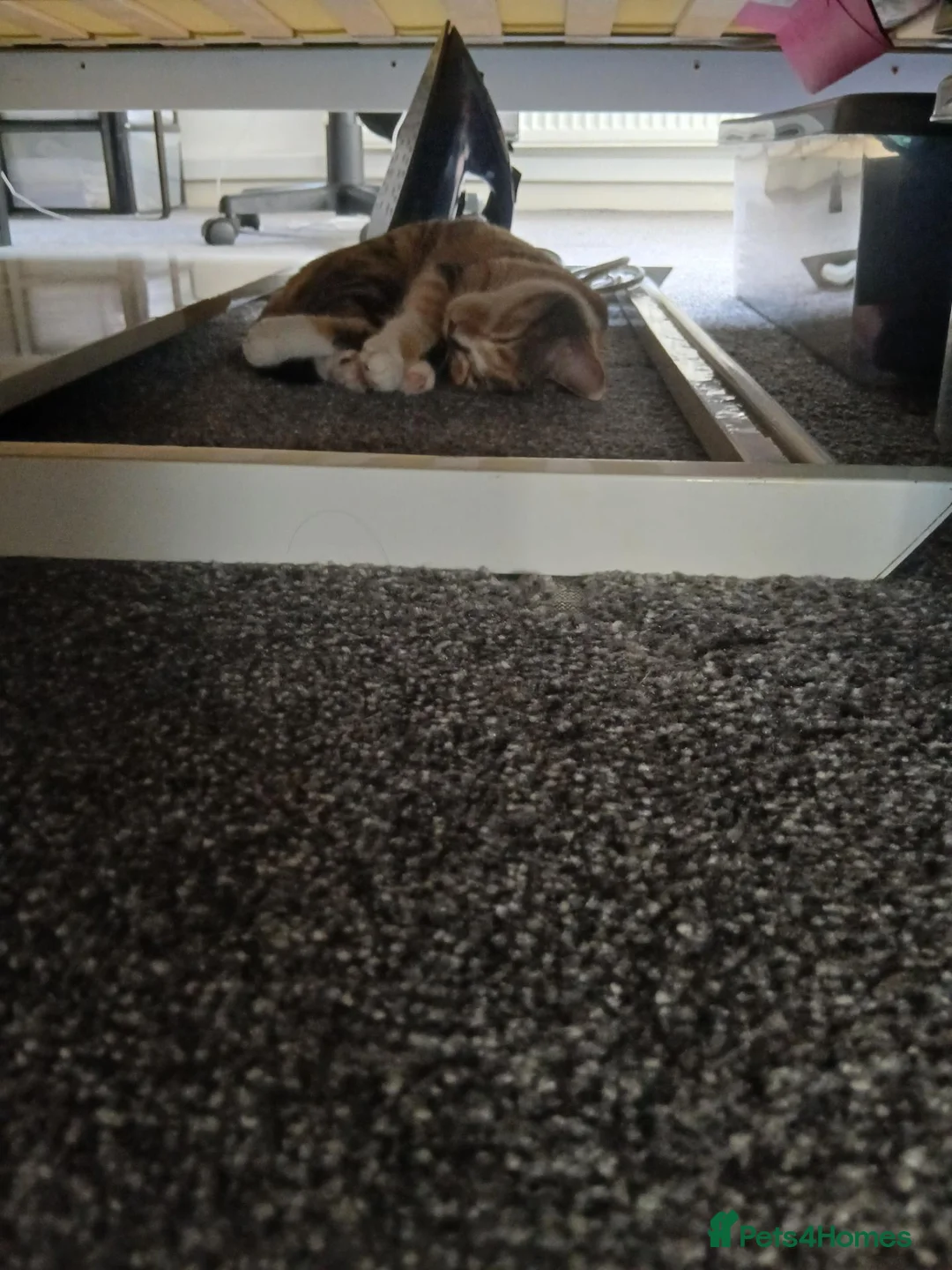 Mixed Breed cats for stud: Calico female cat in Manchester - Advert 2