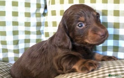 Miniature Dachshund dogs for sale: Miniature Long Haired Dachshund Puppies - Advert 3