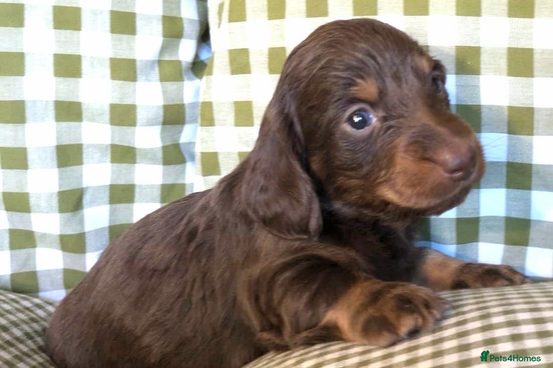 Miniature Dachshund dogs for sale: Miniature Long Haired Dachshund Puppies - Advert 3