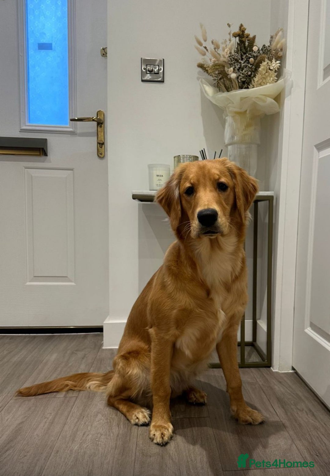 Golden Retriever dogs for sale: KC Registered Red/Golden Retriever Puppies - Advert 10