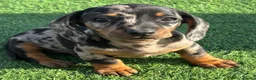 Dachshund dogs for sale: Miniature dachshund pups  - Advert 6