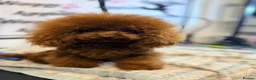 Toy Poodle dogs for stud: Deep Red Asian Toy Poodle Stud - Advert 2