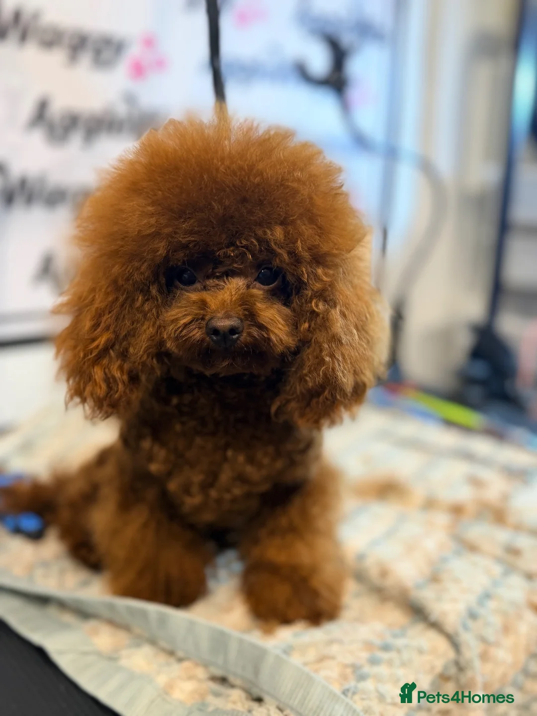 Toy Poodle dogs for stud: Deep Red Asian Toy Poodle Stud - Advert 2