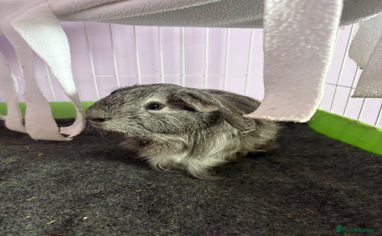 Guinea Pig rodents - Advert 16