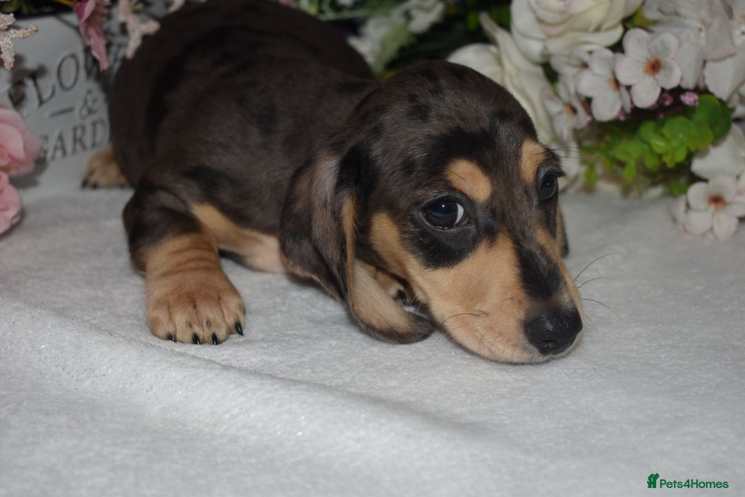 Miniature Dachshund dogs for sale: KC Smooth Coat Miniature Dachshunds - Image 10
