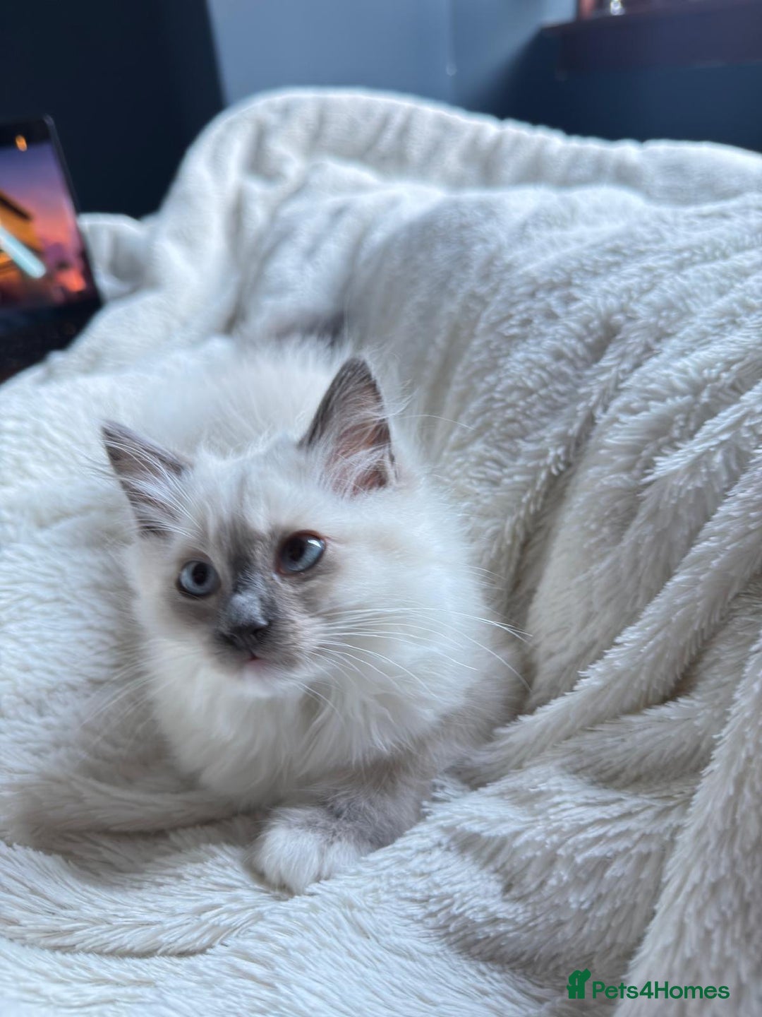 Ragdoll cats for sale: For sale Ragdoll  - Image 3