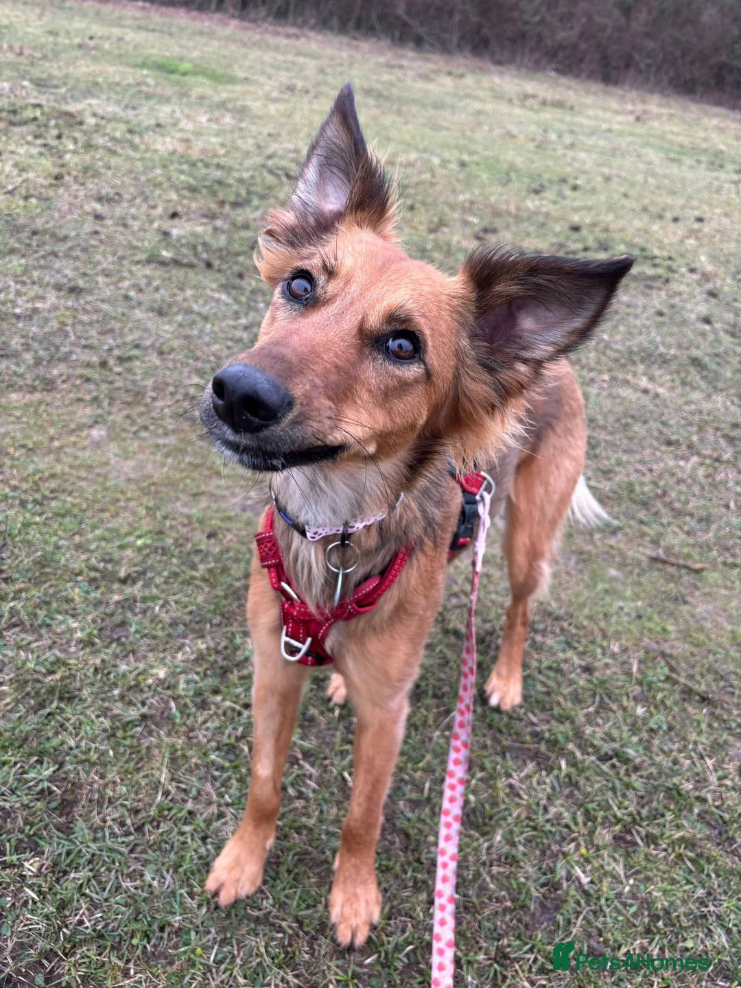 Mixed Breed dogs for sale: Pretty girl Trudi looking for her forever home  in Portsmouth - Advert 8