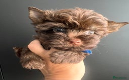 Yorkshire Terrier dogs for sale: 🤎 Chocolate Treasures🤎1 Boy available  - Image 4