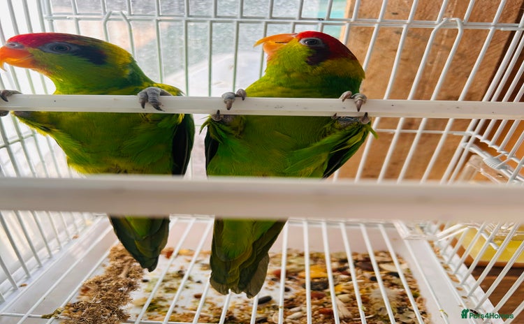 Parrots birds - Advert 11