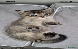 Scottish Fold cats for sale: Scottish fold - Image 2