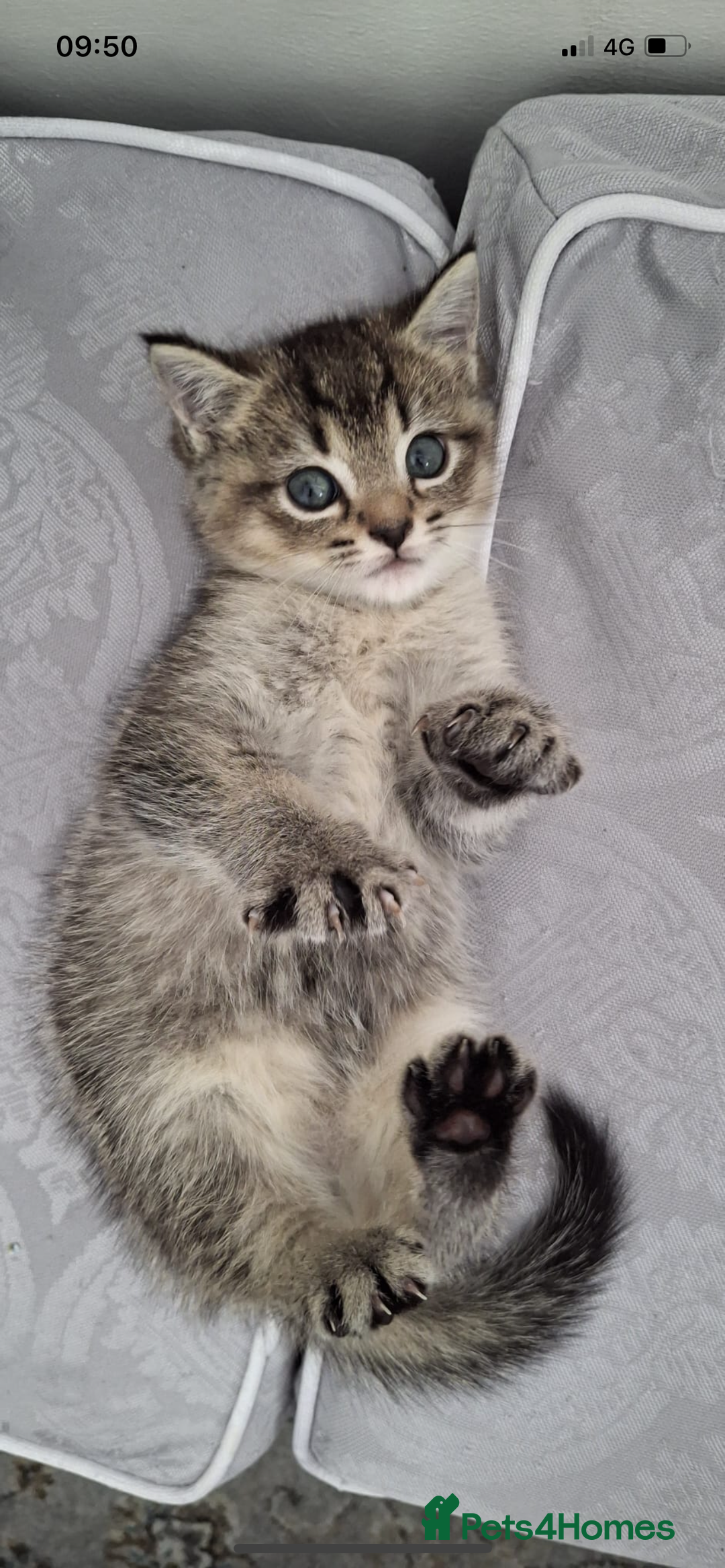 Scottish Fold cats for sale: Scottish fold - Image 2