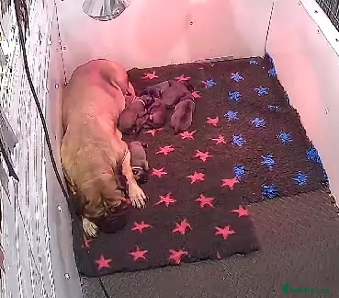 Bullmastiff dogs for sale: ASBORN BULLMASTIFF PUPS - Advert 2