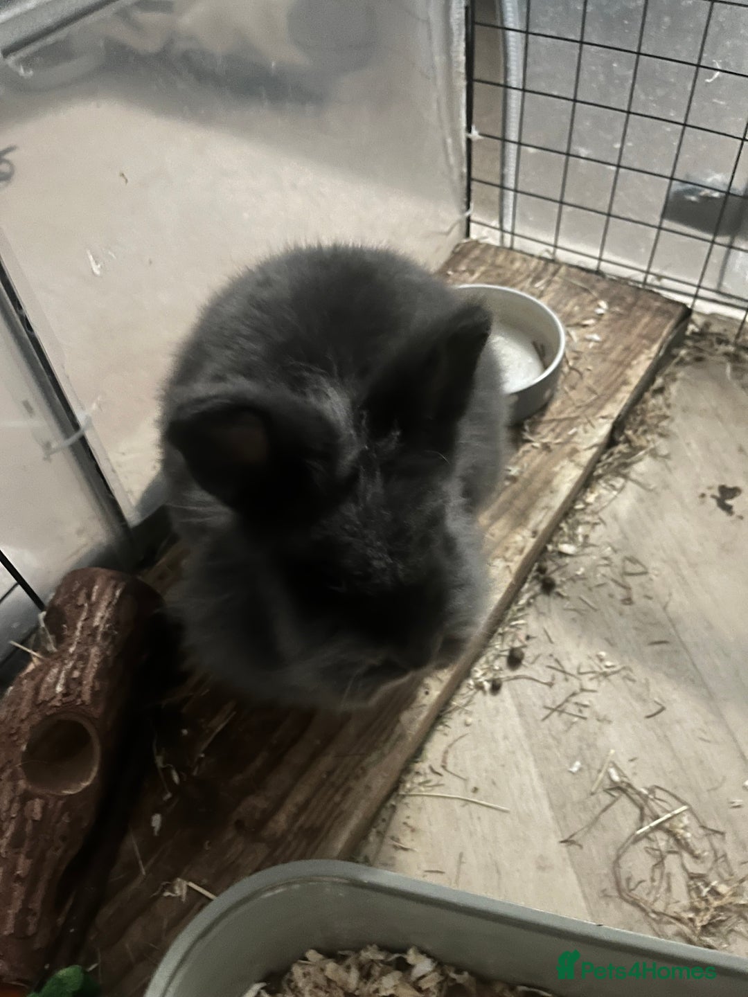 Mini Lop rabbits for sale: Rabbit pair for rehoming - Advert 2