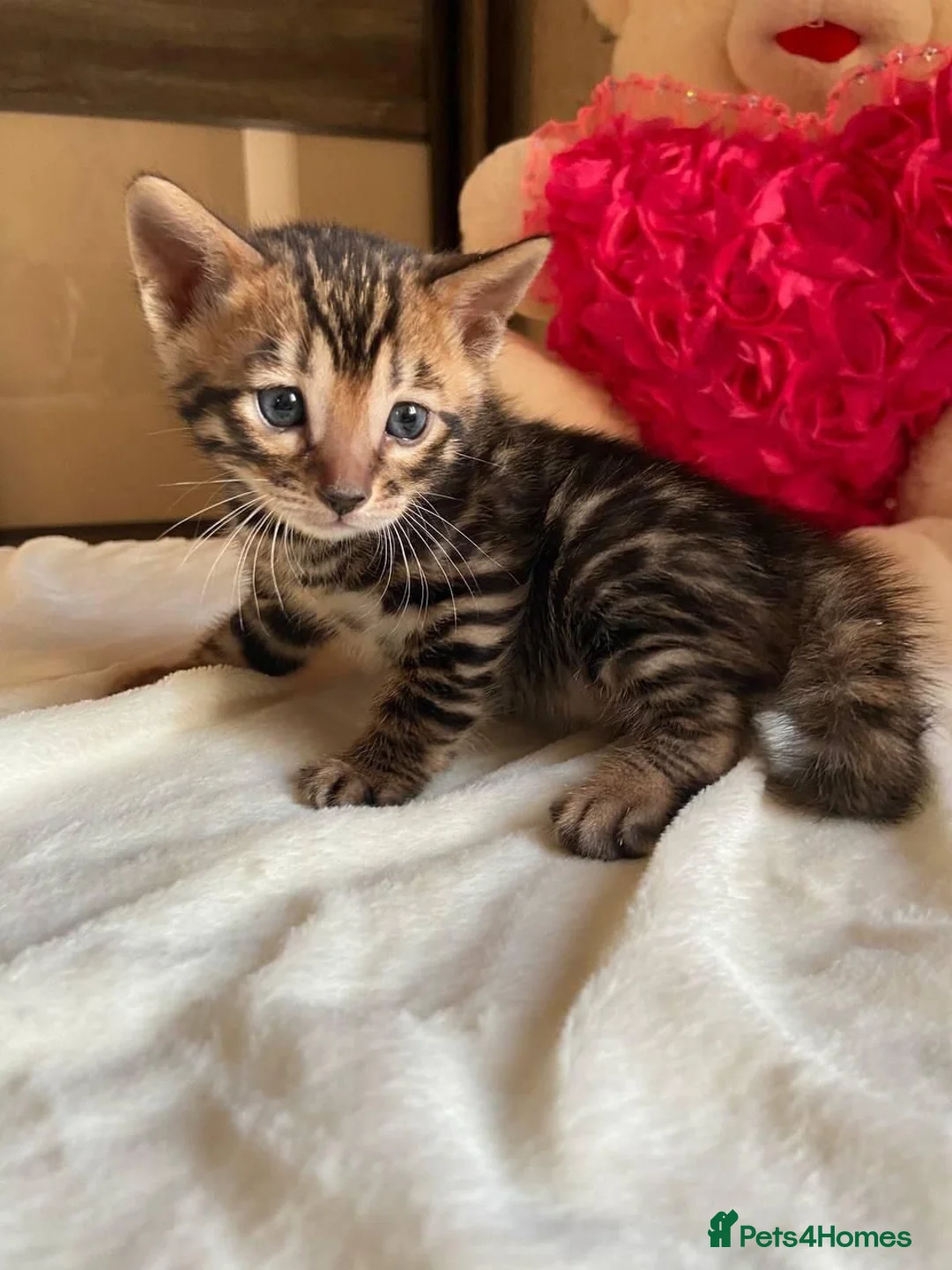 Bengal cats for sale: Bengal kittens looking for homes in North Ferriby - Advert 2