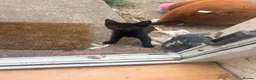 British Shorthair cats for sale: Kittens for sale - Advert 2