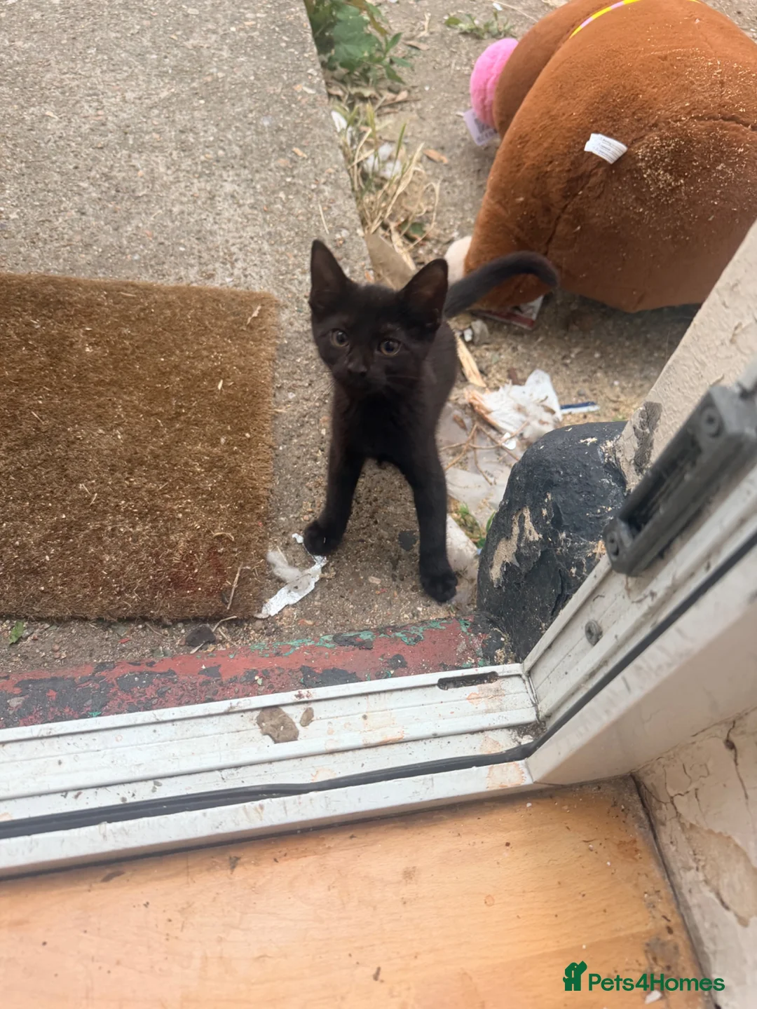 British Shorthair cats for sale: Kittens for sale - Advert 2