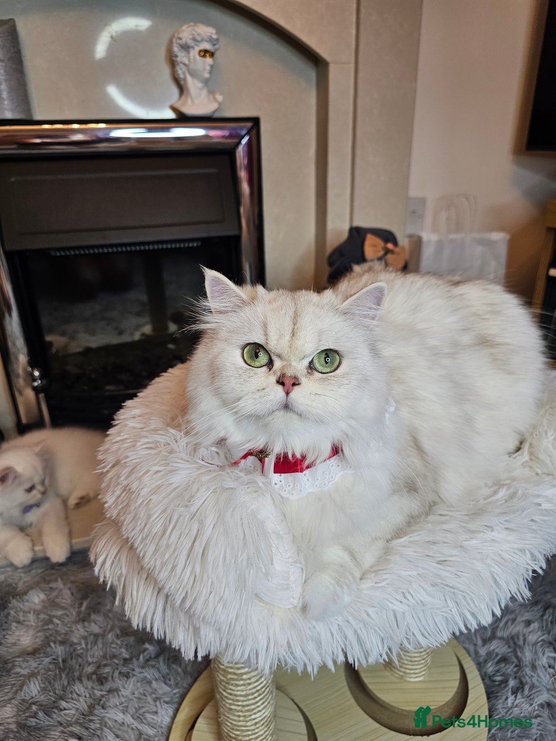 British Longhair cats for sale: Purebred British Longhair Boys-WCF Pedigree - Image 25