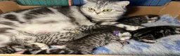 British Shorthair cats for sale: GCCF reg BSH Black silver tabby kittens - Advert 14