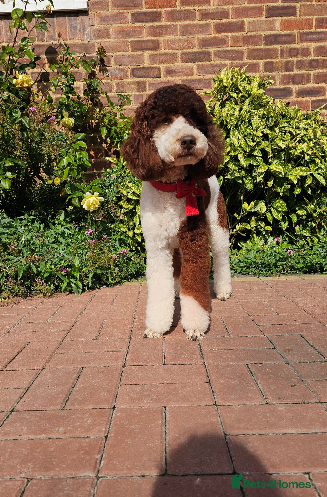 Miniature Poodle dogs for stud: FULLY HEALTH TESTED MINIATURE POODLE in Kettering - Image 5