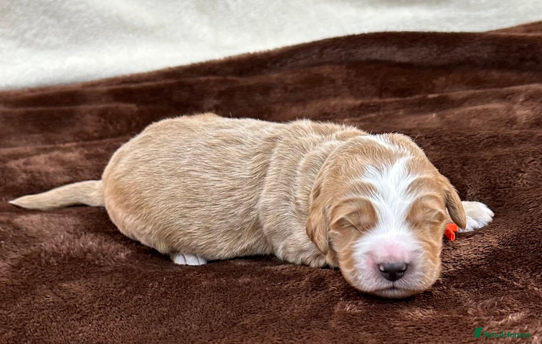 Double Doodle dogs for sale: Stunning Double Doodle Puppies  - Image 30