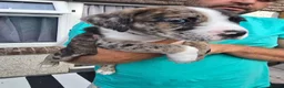 Mixed Breed dogs for sale: Border collie cross pups  - Advert 17