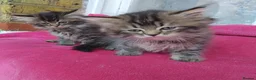 Mixed Breed cats for sale: Mixed persain and ragdoll kittens for sale,  - Advert 6