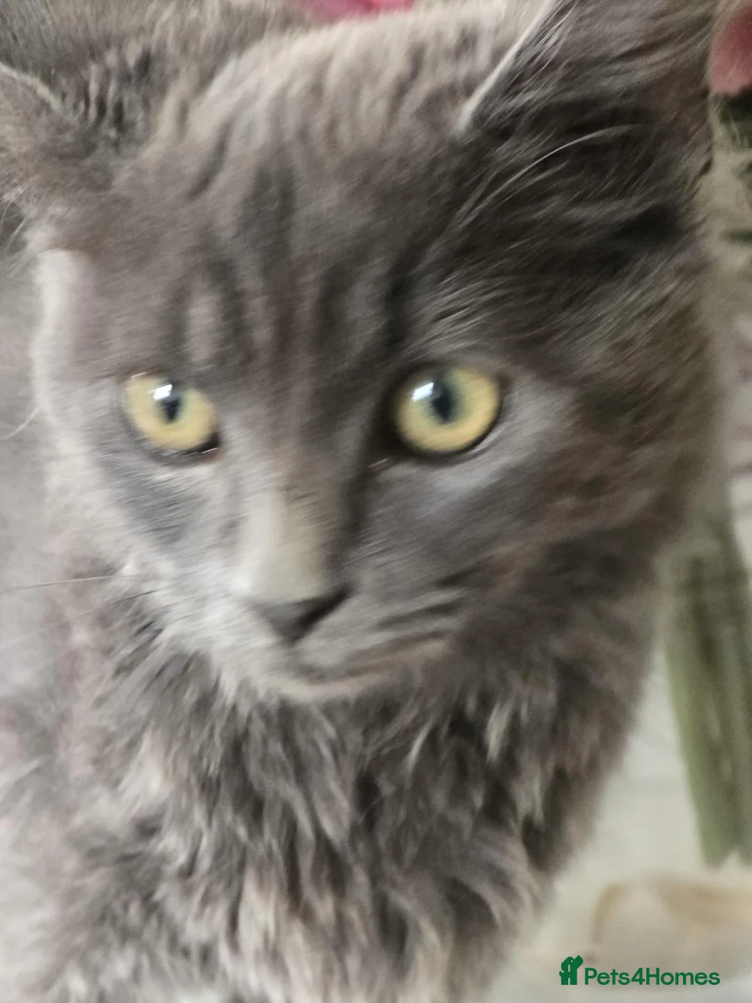 Mixed Breed cats for sale: Two Friendly 6mo Kittens (Neutered & Chipped) in Guildford - Advert 15