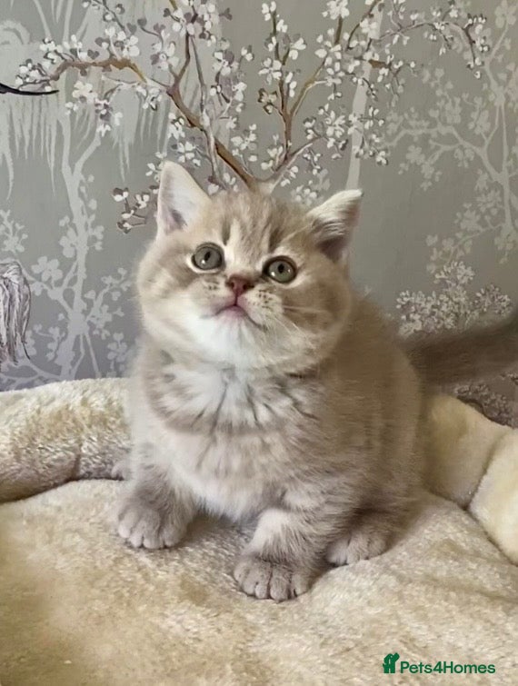 Scottish Fold cats 🧸BEAUTIFUL SCOTTISH/BSH 😻🧸 - Advert 4