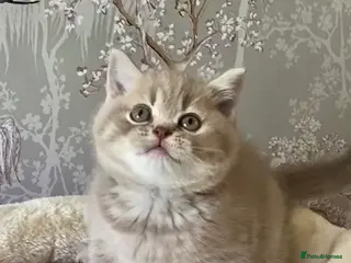 Scottish Fold cats 🧸BEAUTIFUL SCOTTISH/BSH 😻🧸 - Advert 4