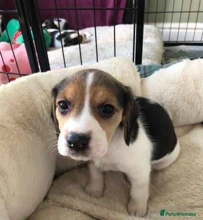 Beagle dogs Healthy Beagle puppies - Advert 7